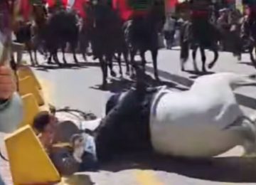 Jinete resultó con contusiones leves tras caída de caballo en Parada Militar en Quillota