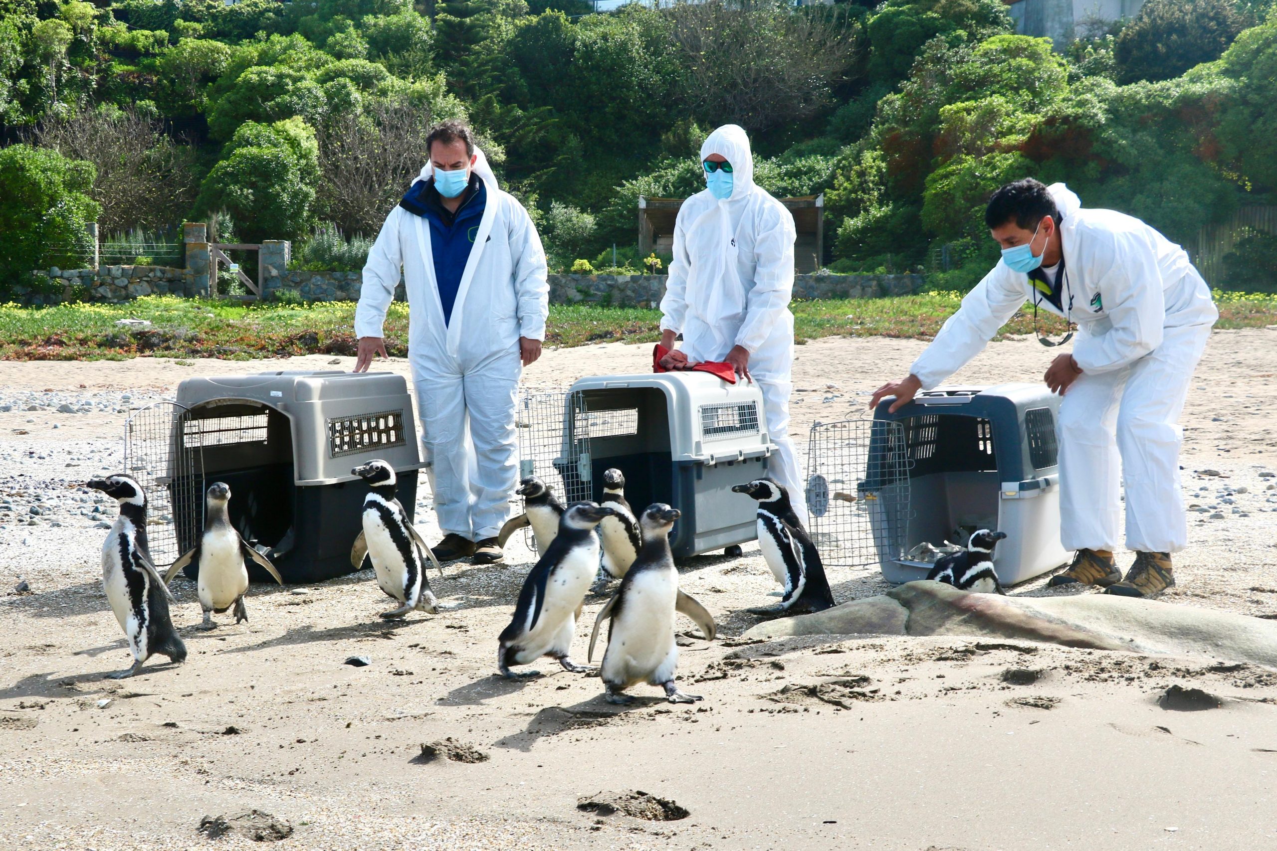 Liberan a nueve pingüinos cerca de la Isla Cachagua