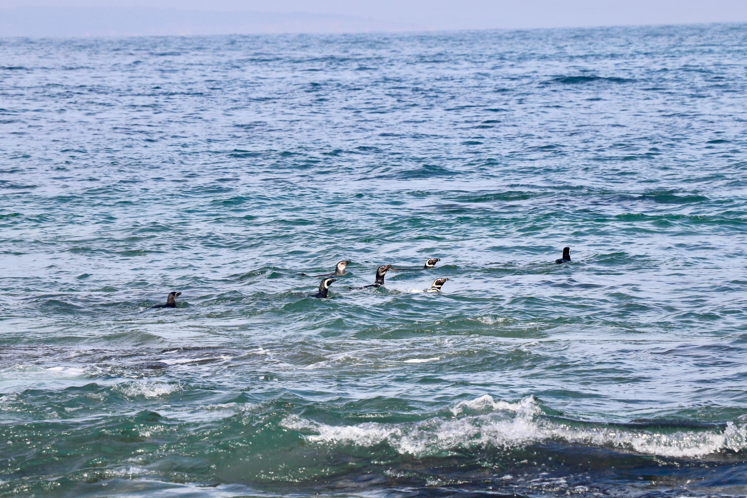 Liberan a nueve pingüinos cerca de la Isla Cachagua