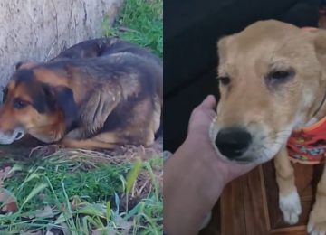 Se mantiene el brote de distemper canino en Nogales y El Melón