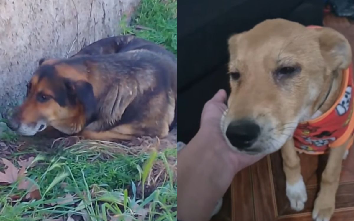Se mantiene el brote de distemper canino en Nogales y El Melón