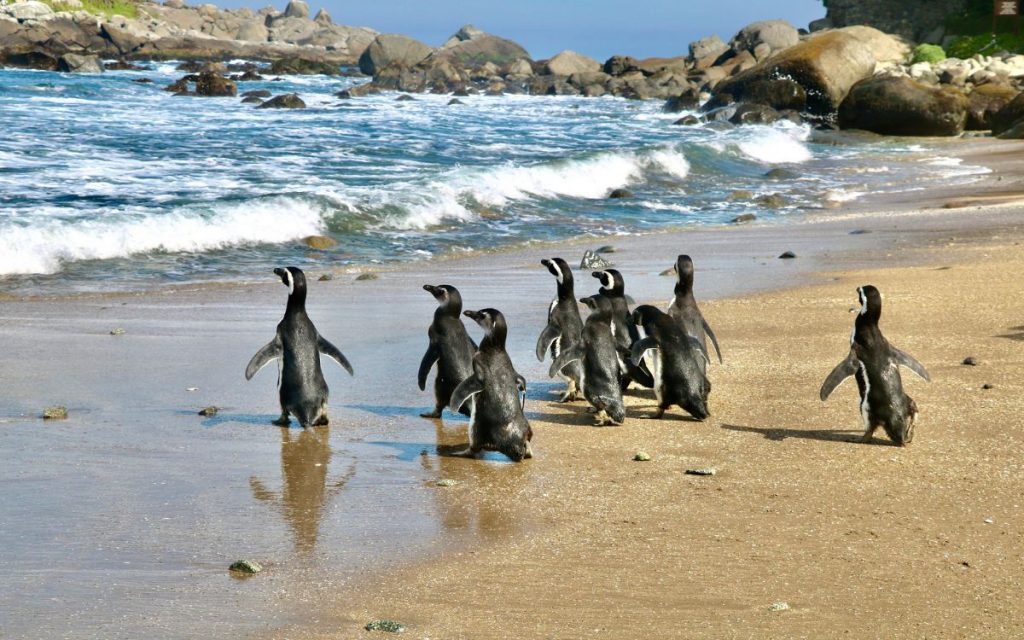 [VIDEO] Liberan a nueve pingüinos cerca de la Isla Cachagua