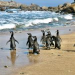 [VIDEO] Liberan a nueve pingüinos cerca de la Isla Cachagua