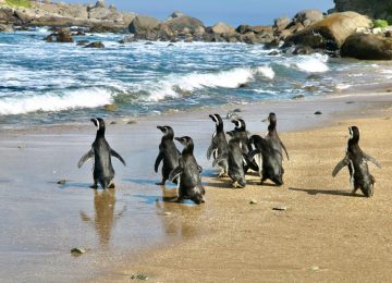 [VIDEO] Liberan a nueve pingüinos cerca de la Isla Cachagua