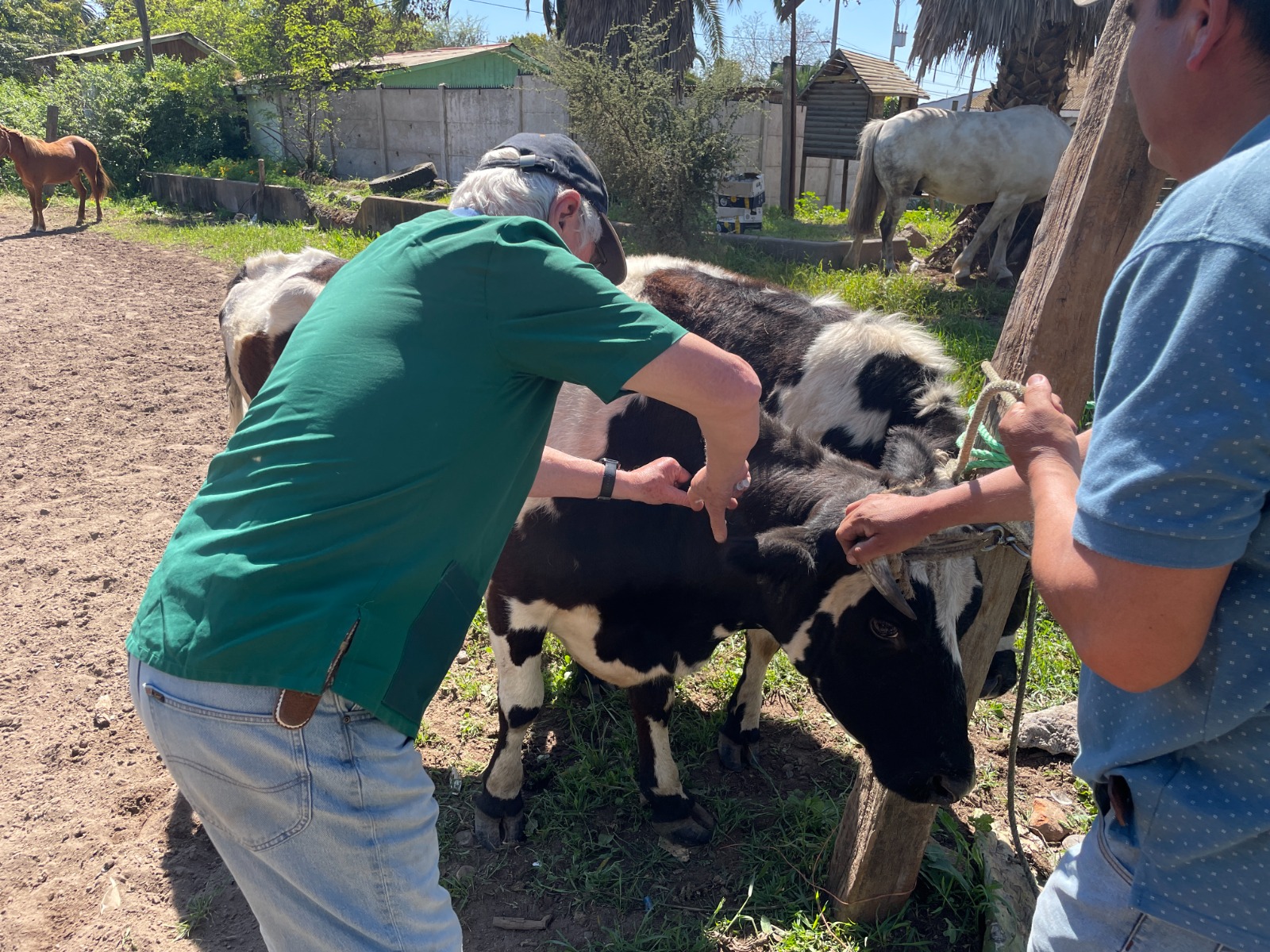 En Hijuelas realizan operativo veterinario para ganado mayor 