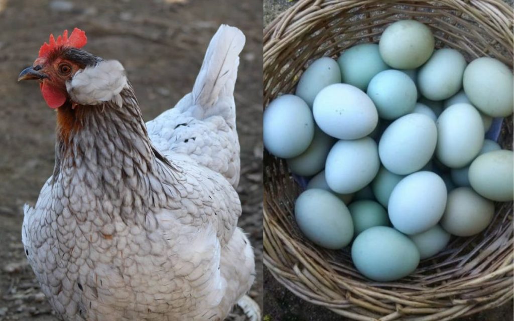 En La Calera se hará la "Expo Gallinas Mapuches y Ornamentales"
