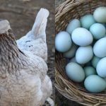 En La Calera se hará la "Expo Gallinas Mapuches y Ornamentales"