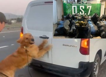 En La Ligua descubren furgón cargado con 316 kilos de droga