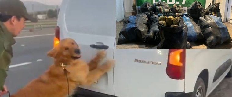 En La Ligua descubren furgón cargado con 316 kilos de droga
