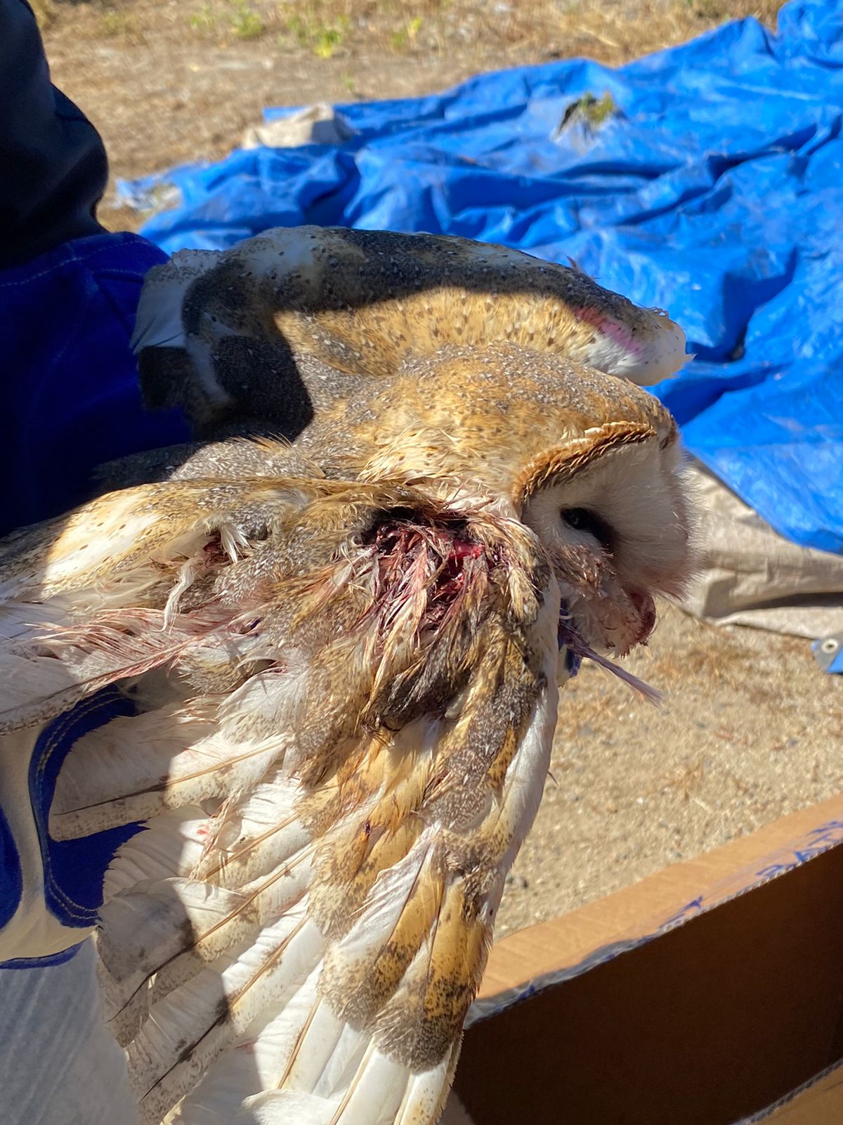 En Nogales rescatan a lechuza atrapada entre hilos de volantín