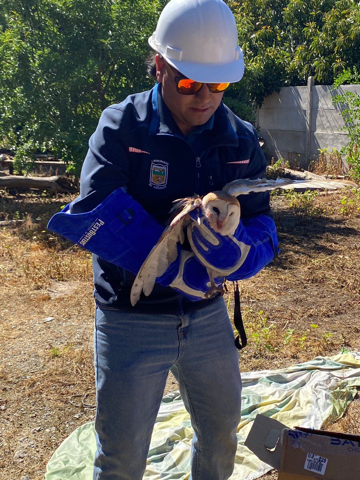 En Nogales rescatan a lechuza atrapada entre hilos de volantín