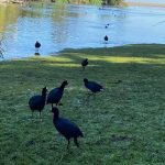Llaman a visitantes del humedal de Papudo a cuidar el entorno