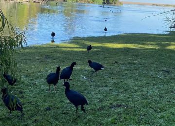 Llaman a visitantes del humedal de Papudo a cuidar el entorno