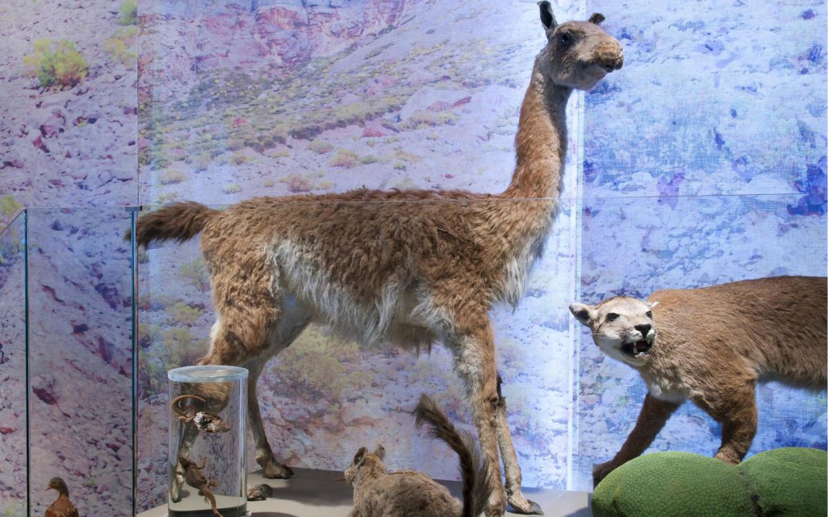 Noche de Museos 2025: panoramas en la Región de Valparaíso