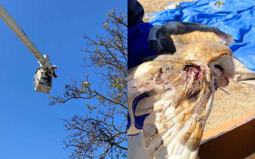 Nogales: rescatan a lechuza atrapada con hilo de volantín