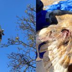 Nogales: rescatan a lechuza atrapada con hilo de volantín