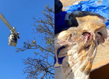 Nogales: rescatan a lechuza atrapada con hilo de volantín