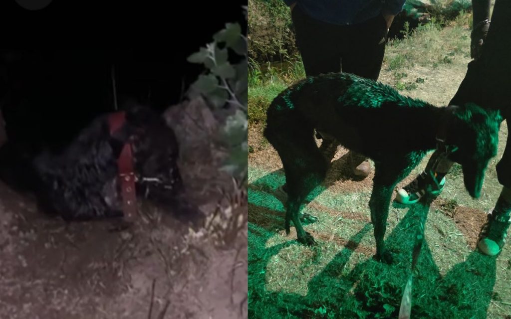 Rescatan a perro que dejaron amarrado junto a canal en La Calera
