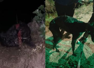 Rescatan a perro que dejaron amarrado junto a canal en La Calera