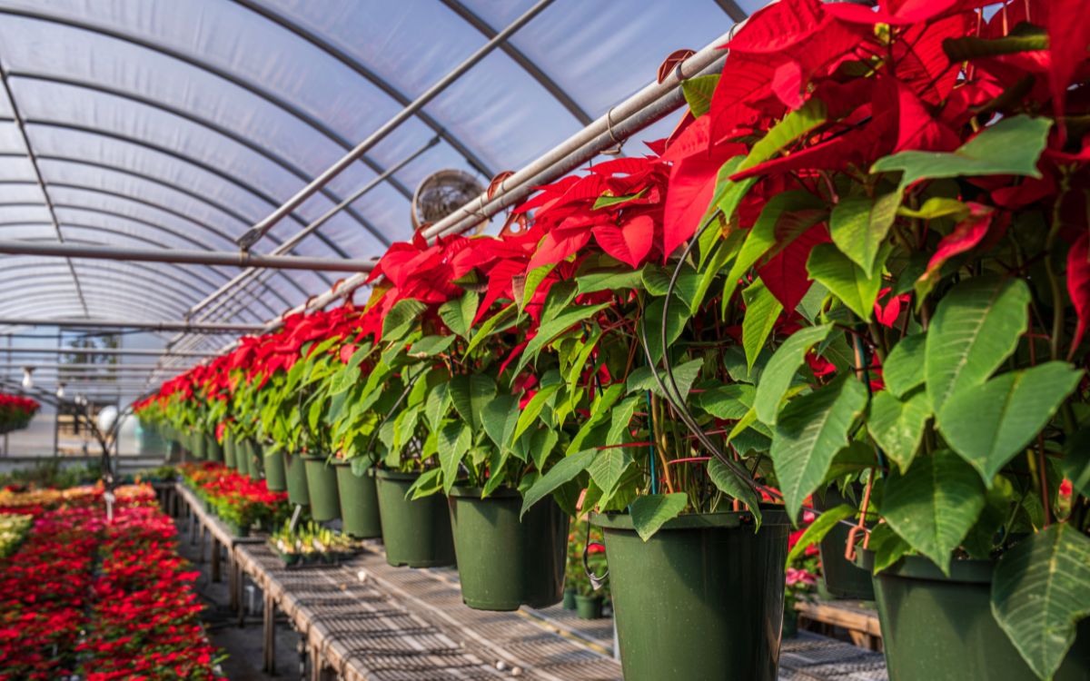 Todo listo para la ExpoViveros este fin de semana en Quillota