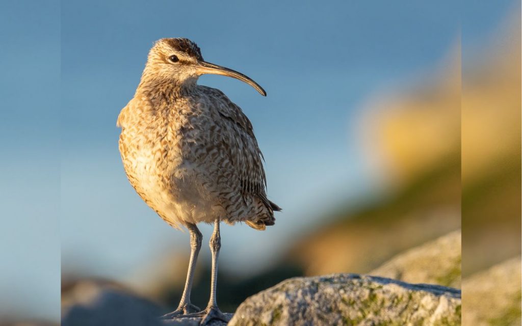 Comenzó el Festival de Aves Migratorias en Mantagua