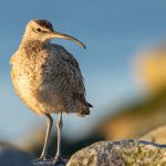 Comenzó el Festival de Aves Migratorias en Mantagua