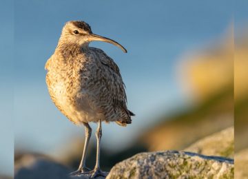 Comenzó el Festival de Aves Migratorias en Mantagua