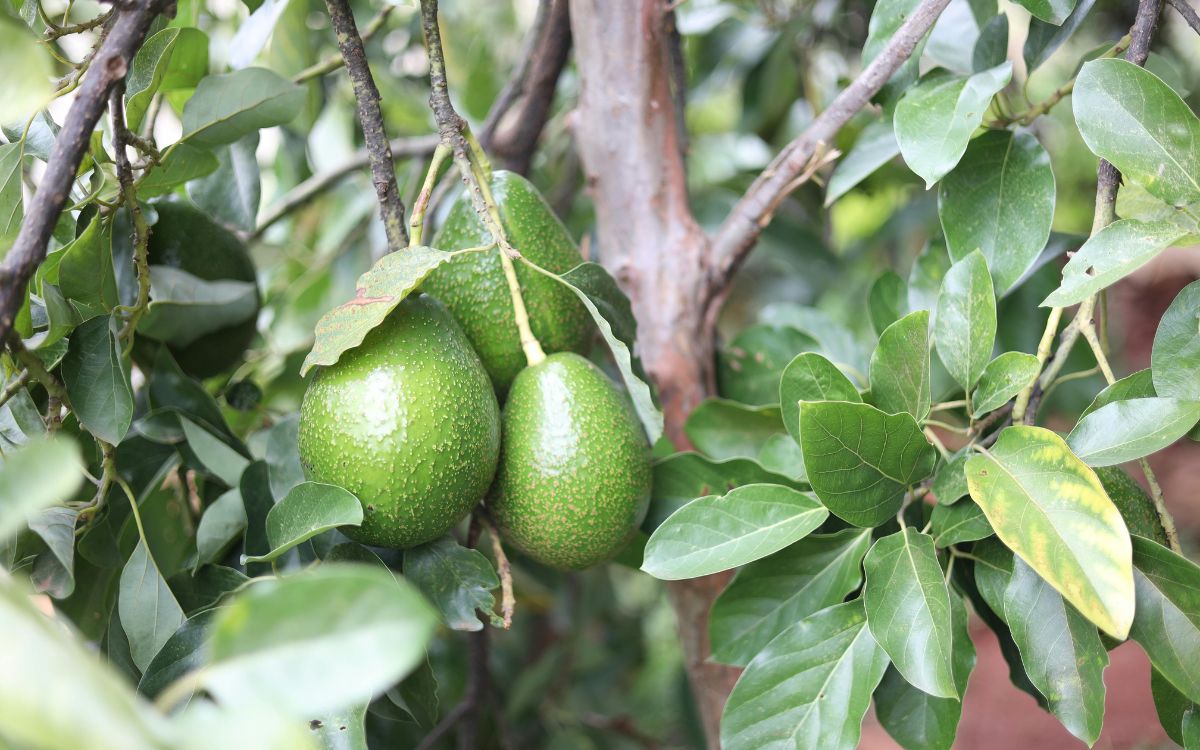 La Cruz: Dictan cinco años de cárcel a ladrón de paltas que golpeó a rondín