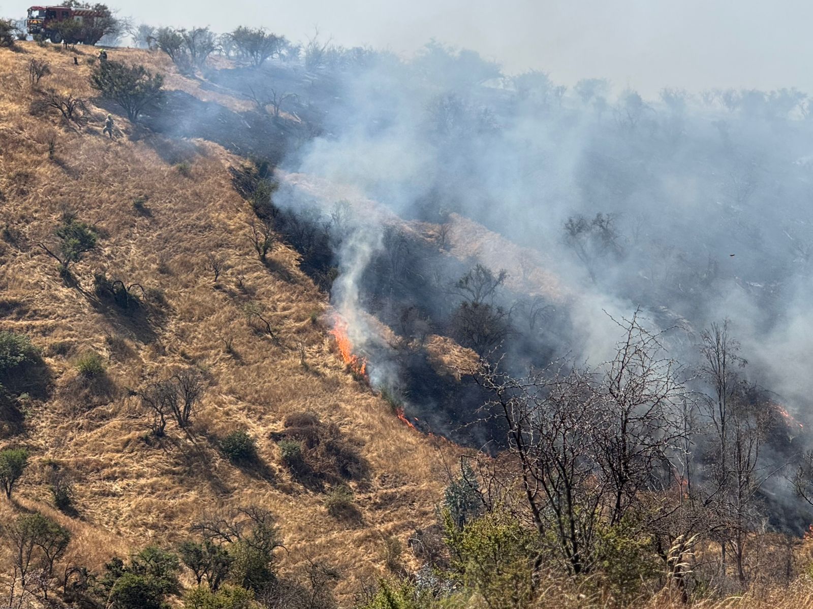 Decretan Alerta Roja en Limache por incendio forestal