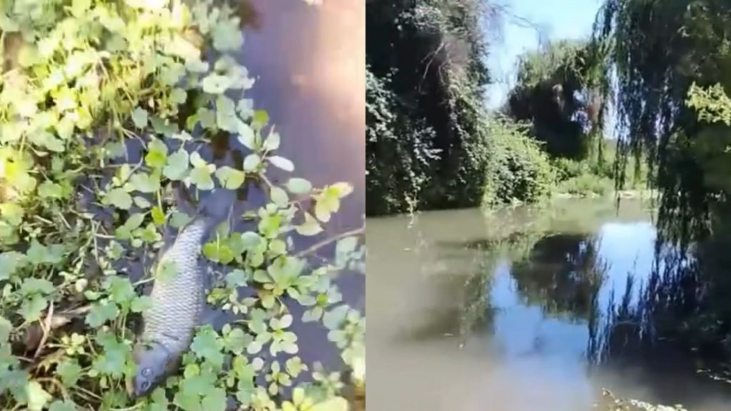 Preocupación por extraña muerte de peces en el humedal entre La Calera y Nogales