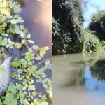 Preocupación por extraña muerte de peces en el humedal entre La Calera y Nogales