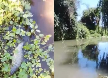 Preocupación por extraña muerte de peces en el humedal entre La Calera y Nogales