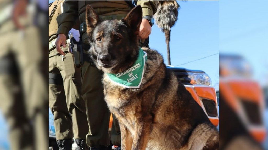 Carabineros y can policial se llevan detenido a hombre en Quillota