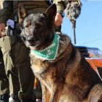 Carabineros y can policial se llevan detenido a hombre en Quillota