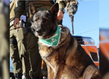 Carabineros y can policial se llevan detenido a hombre en Quillota