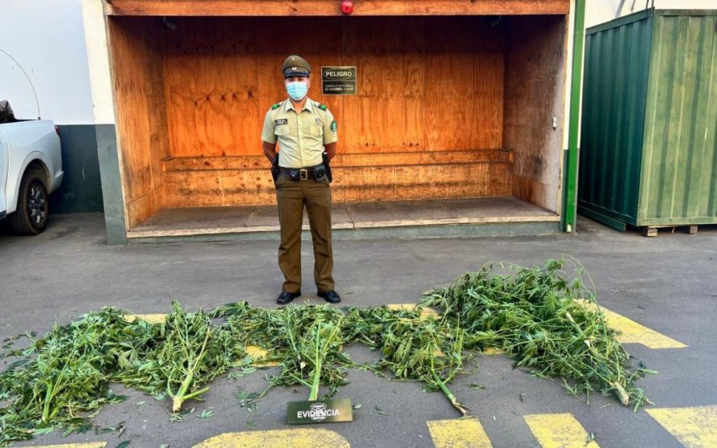 Detienen a hombre por cultivo y cosecha de marihuana