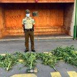 Detienen a hombre por cultivo y cosecha de marihuana