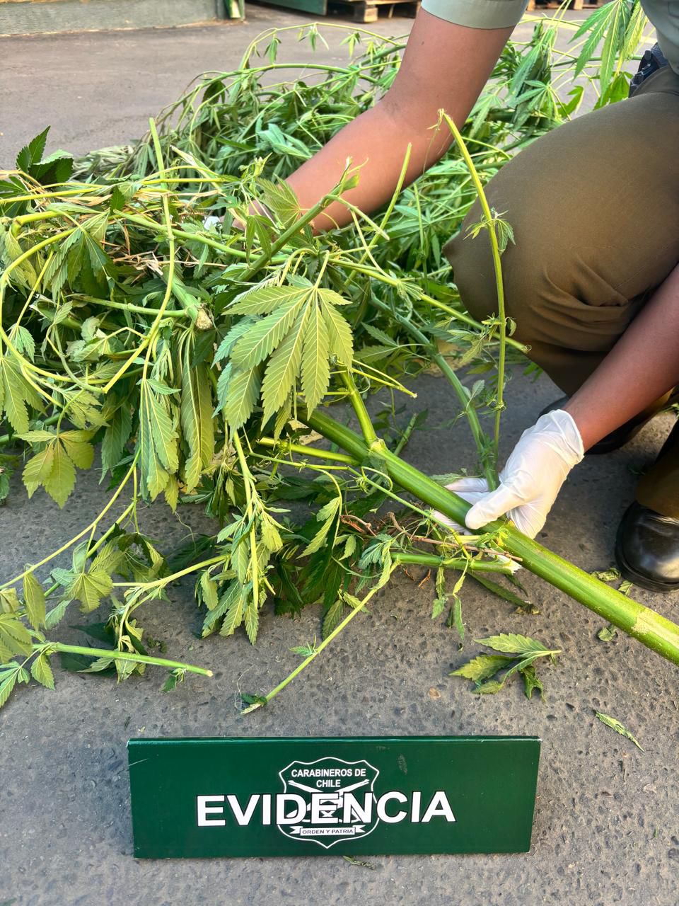 Detienen a hombre por cultivo y cosecha de marihuana