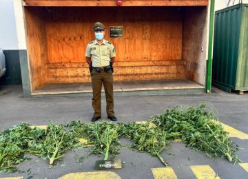 Detienen a hombre por cultivo y cosecha de marihuana