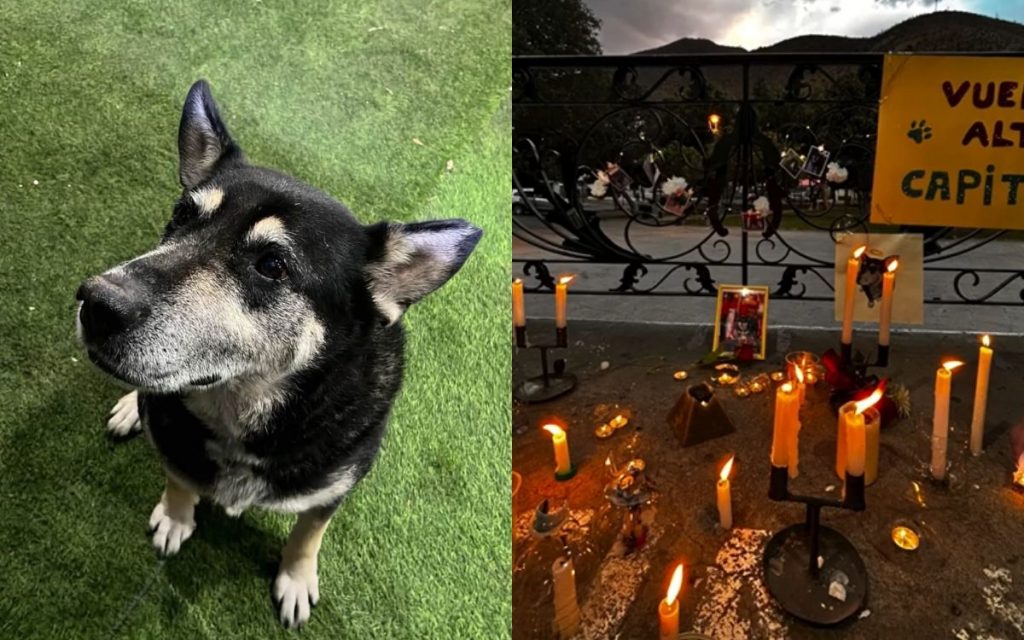 Hicieron velatón por perrito comunitario que murió atropellado en Cabildo