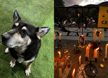 Hicieron velatón por perrito comunitario que murió atropellado en Cabildo