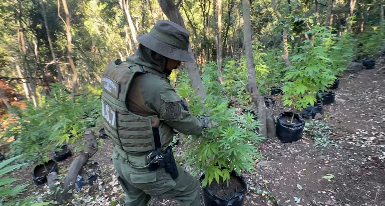 Incautan más de 8 mil plantas de cannabis en El Melón