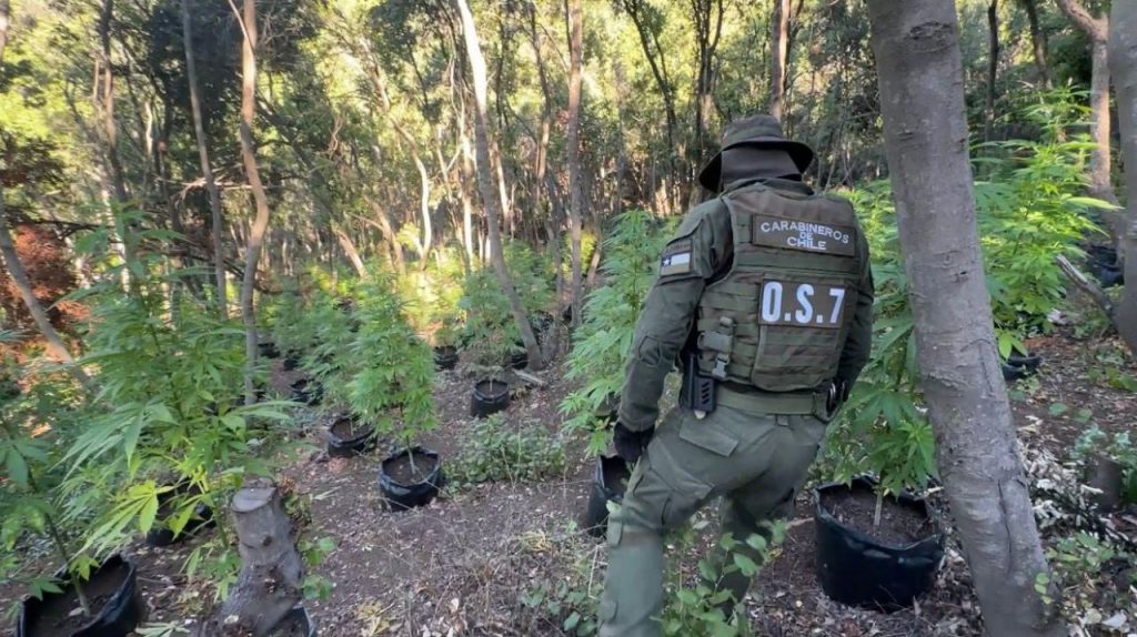 Incautan más de 8 mil plantas de cannabis en El Melón
