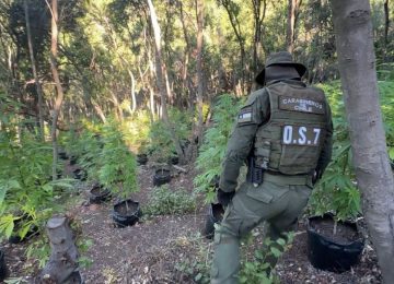Incautan más de 8 mil plantas de cannabis en El Melón