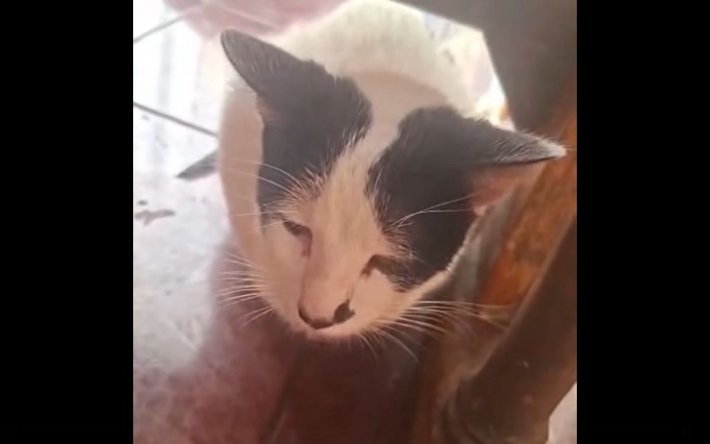 Investigan denuncia de agresión sexual contra gatito en Quillota