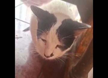 Investigan denuncia de agresión sexual contra gatito en Quillota