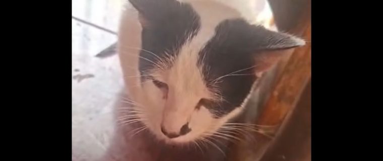 Investigan denuncia de agresión sexual contra gatito en Quillota
