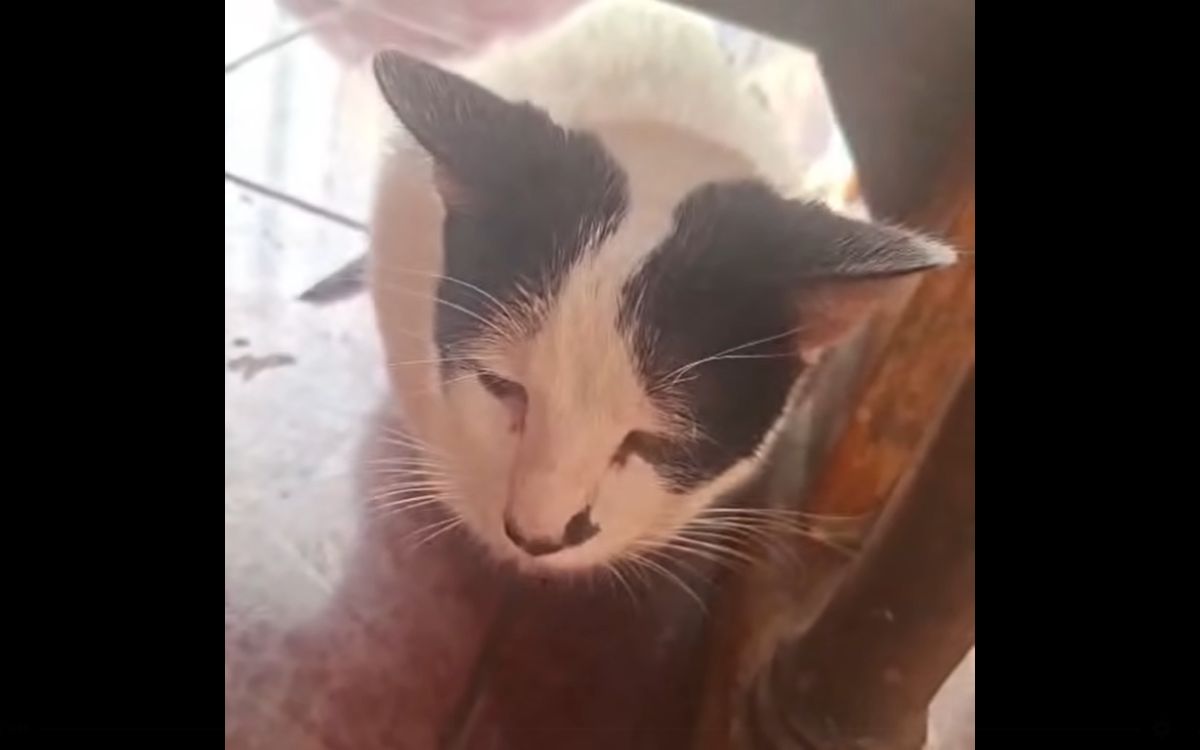 Investigan denuncia de agresión sexual contra gatito en Quillota