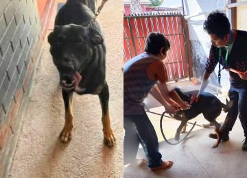 Municipio de Quillota aclara que video de maltrato a perro no es reciente: dueño fue sancionado