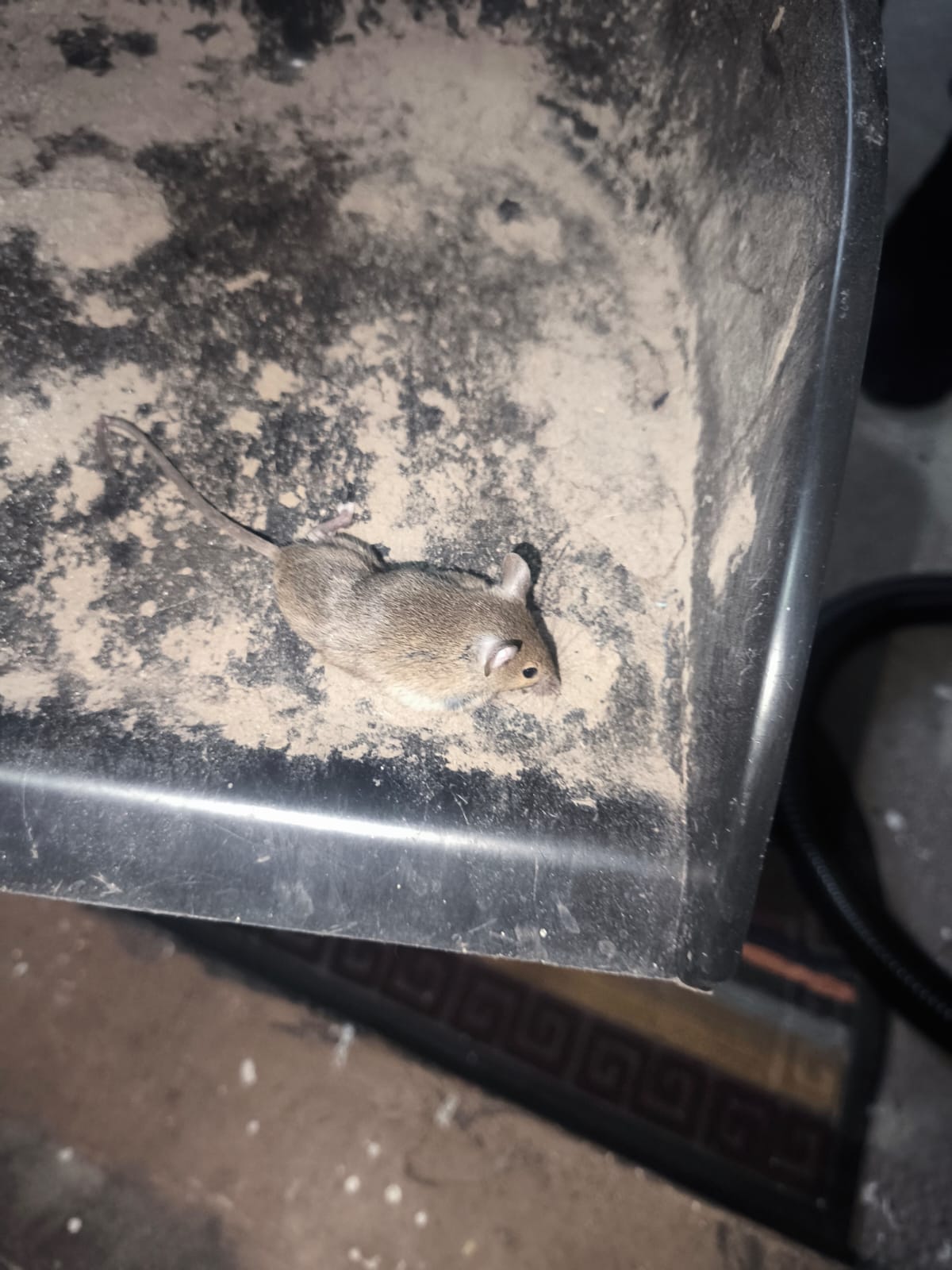 Preocupación por plaga de ratones en villa de Quillota